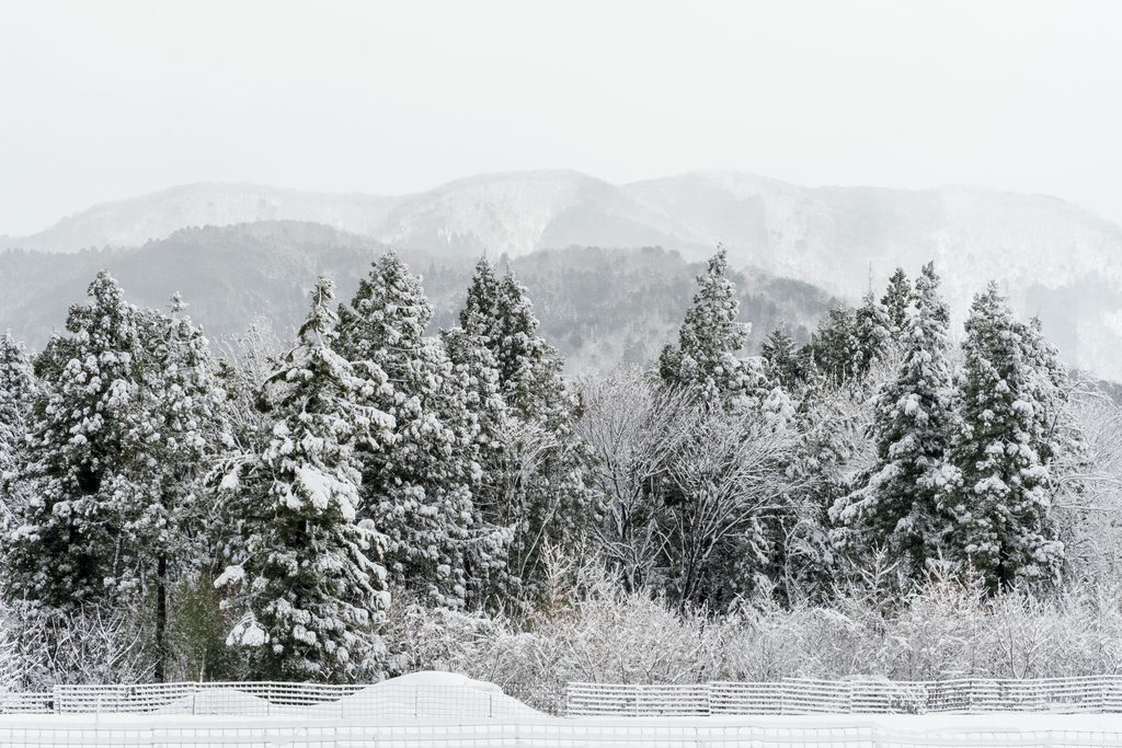 雪に覆われた山並みと白い森
